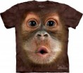 Big Face Baby Orangutan