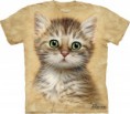 Brown Striped Kitten